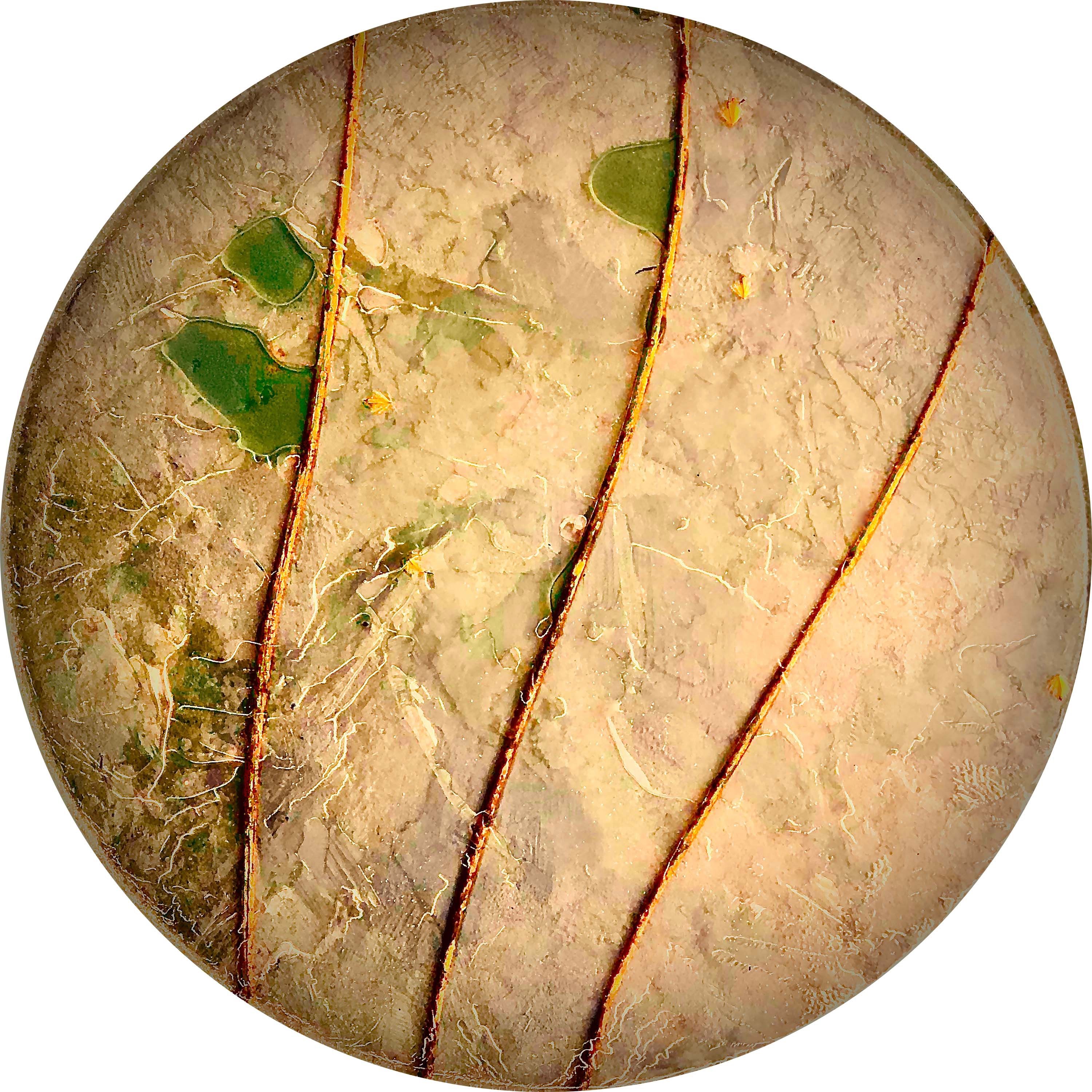 Dinner Plate With Twigs Design